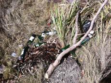 Picture of kaloupile