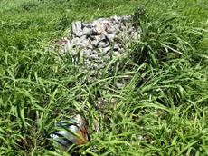 Picture of kaloupile