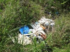 Picture of kaloupile