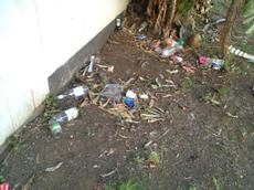 Picture of kaloupile