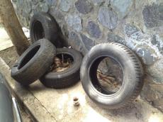 Picture of kaloupile