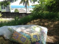Picture of kaloupile