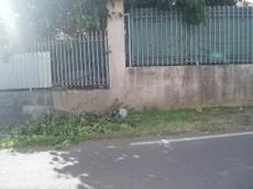 Picture of aulet