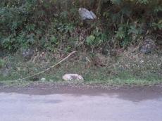 Picture of mobiman