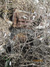 Picture of yan