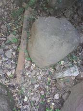 Picture of venere