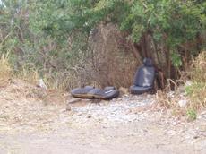Picture of aulet