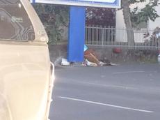 Picture of mobiman