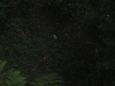Picture of yan