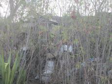 Picture of yan