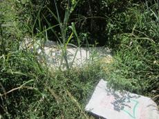 Picture of yan