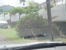 Picture of aulet