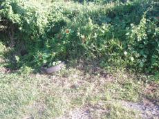 Picture of aulet