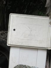 Picture of yan