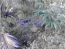 Picture of venere