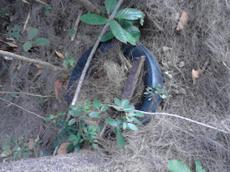 Picture of venere