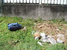 Picture of aulet
