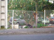 Picture of aulet