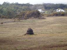 Picture of aulet