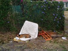 Picture of aulet