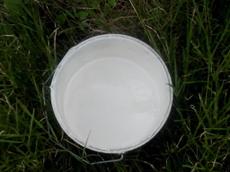 Picture of yan
