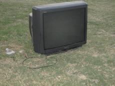 Picture of yan