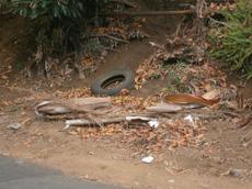 Picture of aulet