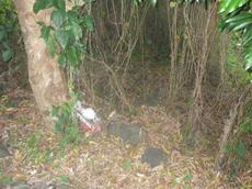 Picture of youka