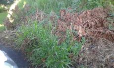 Picture of aulet