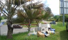Picture of aulet