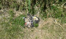 Picture of aulet