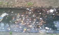 Picture of aulet