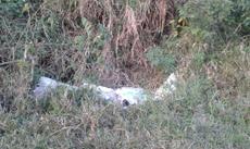 Picture of aulet