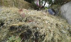 Picture of aulet