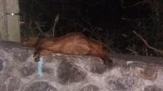 Picture of yan
