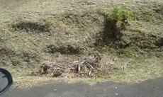 Picture of aulet