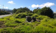 Picture of aulet