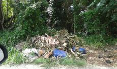 Picture of aulet