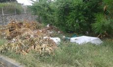 Picture of aulet