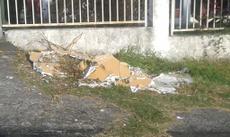 Picture of aulet