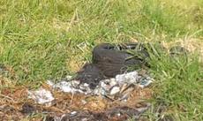 Picture of aulet