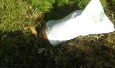 Picture of aulet
