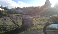 Picture of aulet