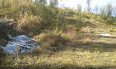 Picture of aulet