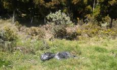 Picture of aulet