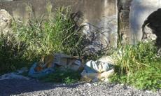 Picture of aulet