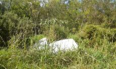 Picture of aulet