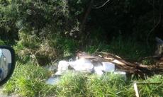 Picture of aulet
