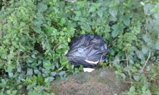 Picture of aulet