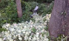 Picture of aulet